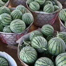 浙江大棚麒麟瓜西瓜8424二茬有籽上市