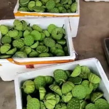 新鲜当季水果莲蓬采摘发货