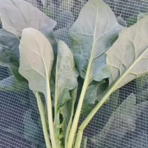 内蒙菠菜大量上市