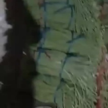 长豆角