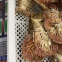 琵琶虾