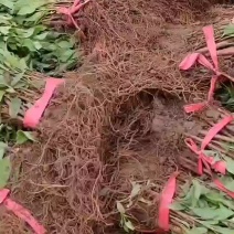 红瑞木红瑞木小苗红马球等各种扦插苗苗圃大量供应