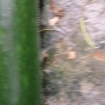 冬瓜