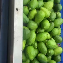柠檬