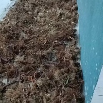 野生石菖蒲