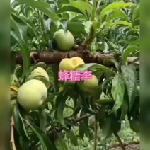 贵州六马蜂糖李，马上上市了，需要清脆你的抓紧时间