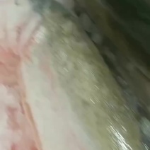 国产三文鱼，冰鲜出售