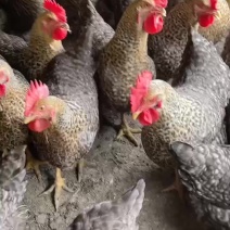 金芦花项