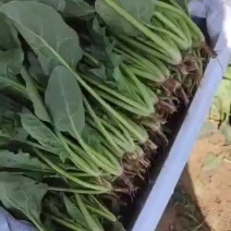 内蒙精品菠菜
