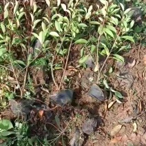 红叶石楠金森女贞红花继木海桐金边黄杨小毛球