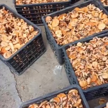 新鲜野生菌枞树菌乌枞菌