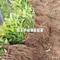 红王子锦带扦插苗工程绿篱苗五彩锦带红王子锦带苗木
