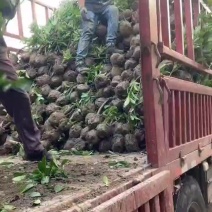 法国冬青发青50-2米均有货法青苗圃大量供应