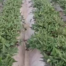 陆地大田西瓜红苗已经上市
