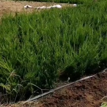 优质龙柏工程苗龙柏树龙柏球全国供应品种齐全质优价廉