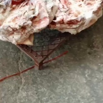 猪头