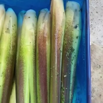 精品茭白