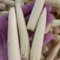 小玉米