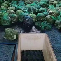 河蟹，老头蟹，大量供应，欢迎各位老板在一亩田跟我做生意