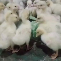 精品大三花脱温鹅