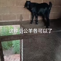 种羊