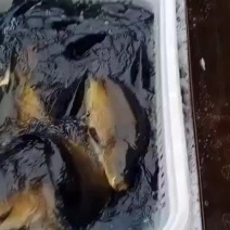鲤鱼