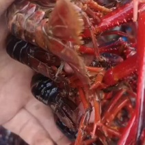 精品小龙虾