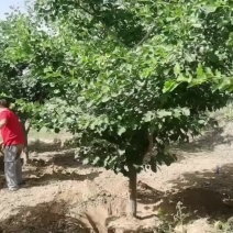 山楂树10-12公分有量精品货地产专用欢迎实地看苗