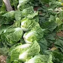 大白菜，黄心白菜，春夏王白菜