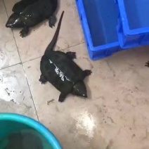 大量小苗送合法养殖，