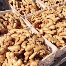 优质大姜