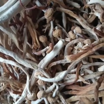 精品海鲜菇干货批发