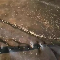 金蝉幼虫出壳了，现在是种植金蝉季节了
