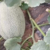 晓蜜25哈密瓜