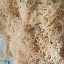 龙须菜批发长寿菜海石花鹿角菜凉拌菜龙须菜素食凉拌菜素菜配