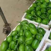 黔西吊吊小南瓜马上上市了