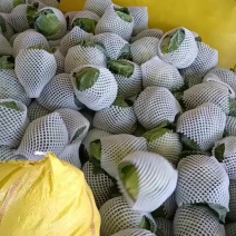 甘蓝精品甘蓝，