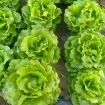 罗马生菜