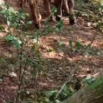 努比亚黑山羊小羊羔种公羊种母羊淘汰羊肉羊出售
