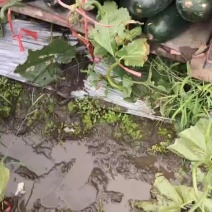 广西吊冬瓜