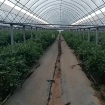 蓝莓产地直销
