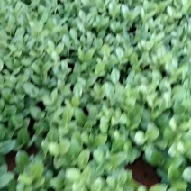 海桐小苗