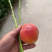桃树苗特早熟品5月底成熟