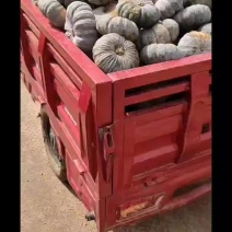 产地大量供应赖可利南瓜货源充足，质量可靠。支持代发。