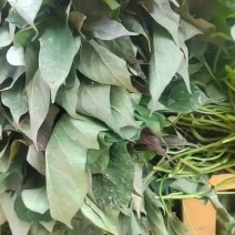 大田西瓜红