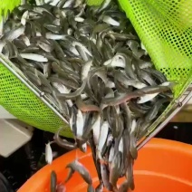 军鱼，石娟，光鱼苗