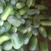 河北衡水宝华疏菜市场冬瓜正在大量上市中