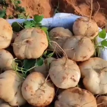 徐闻县的凉薯