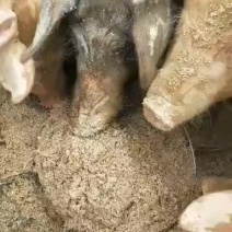 啤酒糟