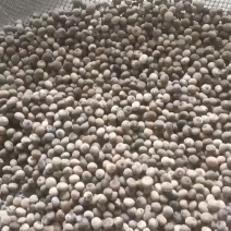刨花闰楠种子造林苗种绿化种子